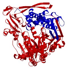 Image of CATH 4wks