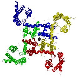 Image of CATH 5kls