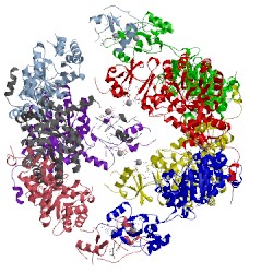 Image of CATH 5mcp